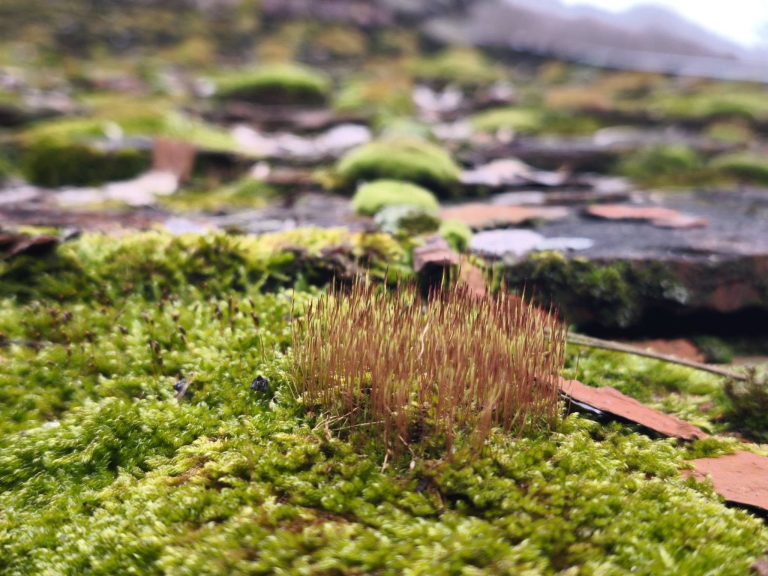 Moha nő a kulcsosház tetején