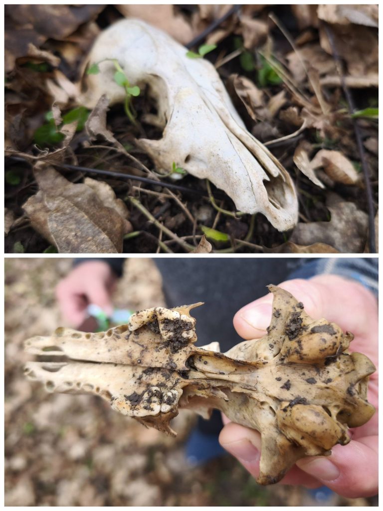 Róka koponya felső része felülről és alulról