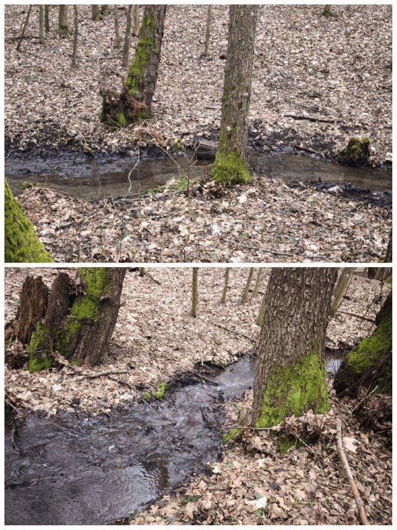 A patak partján néhol már nyíltak a hóvirágok