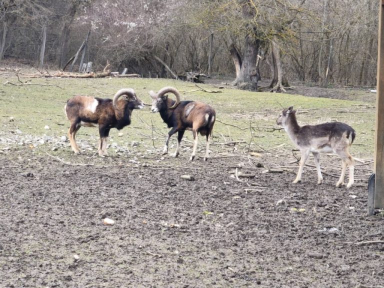 Az Egresvölgyi Vadaspark lakói