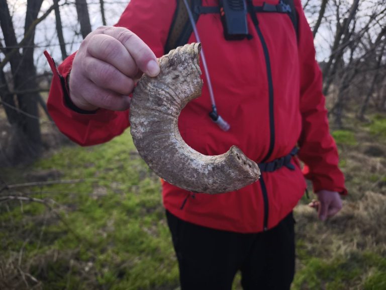 A fűben, eldobva hevert. Meg is néztük közelebbről ezt a kos szarvat