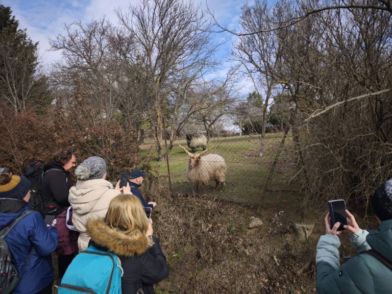 Rackajuh a kerítésen belül - érdeklő és szereti, ha fotózzák